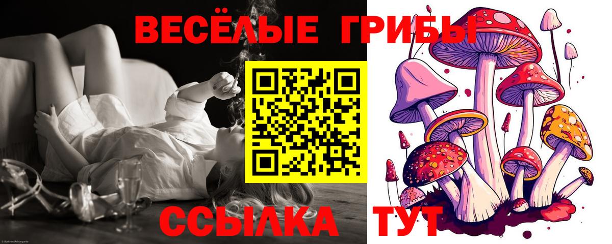 Псилоцибиновые грибы Psilocybe Джанкой
